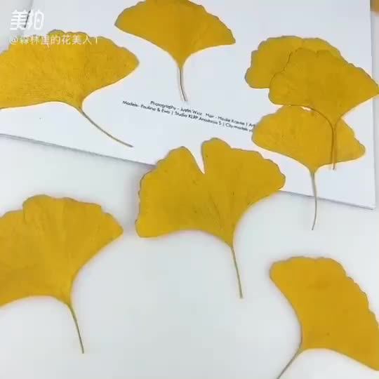 銀杏葉標(biāo)本保存小技巧分享 從采摘到珍藏的全過(guò)程指南